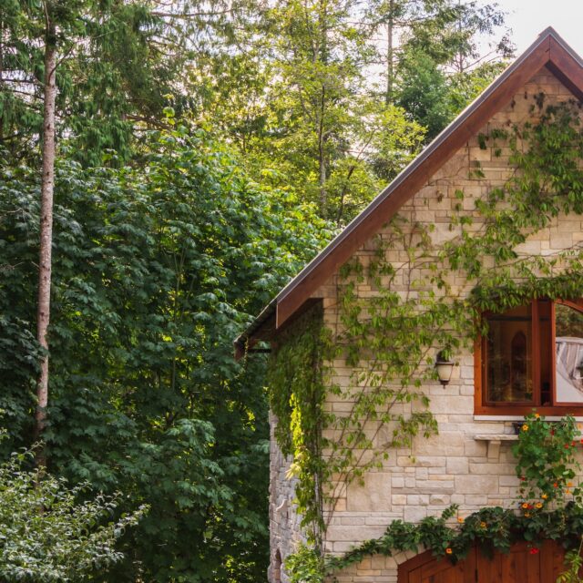 A beautiful cottage with white bricks and wooden accents, with bright green wines growing across its front and surrounded by vibrant forests on a sunny day, perfect for a vacation rental business. Gain your competitive edge for your hospitality business with Duchaine Hospitality Services.