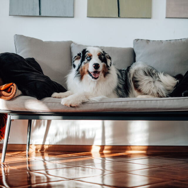 Dog sitting on a couch